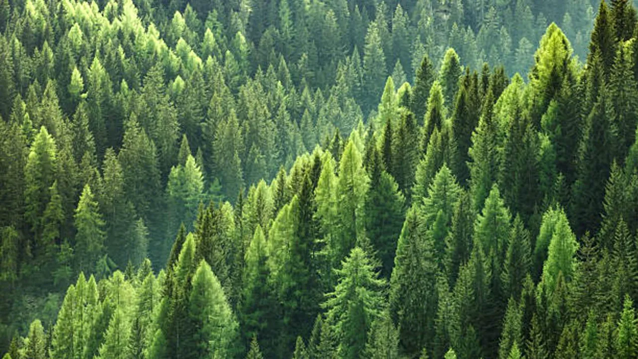 bosques