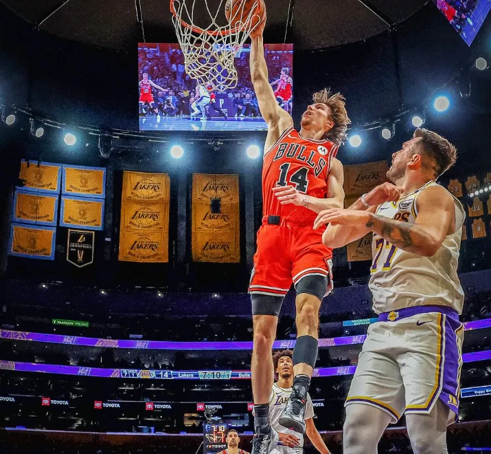 bulls