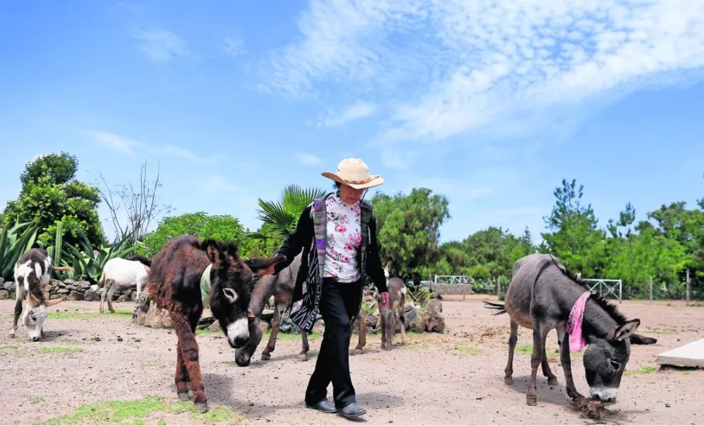 burros