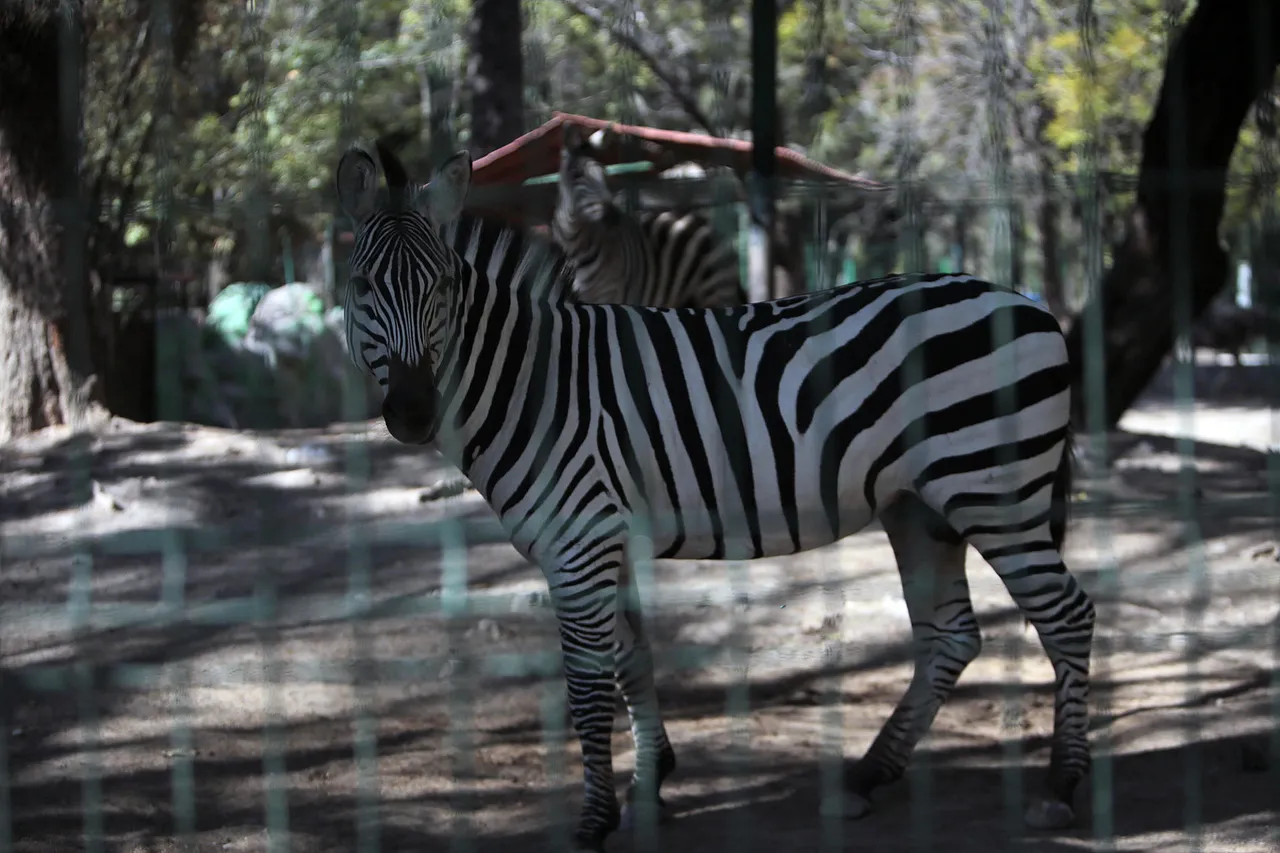 Desaparecen, venden y sacrifican a animales de zoológico del sur de México