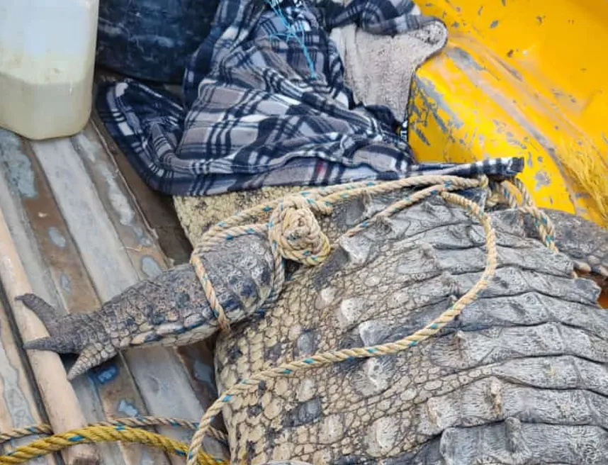 caiman