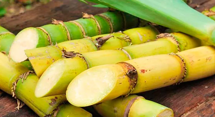 caña