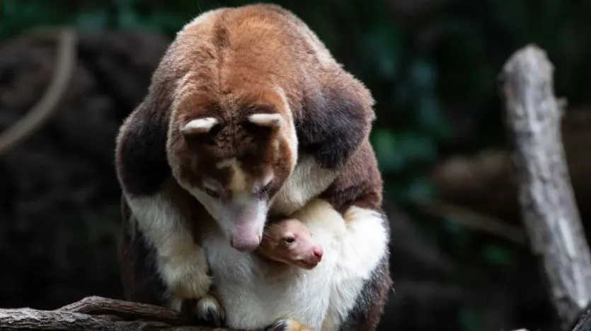 canguro