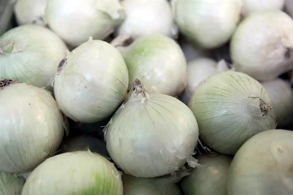 cebolla