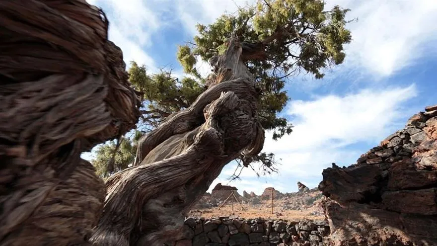 cedro