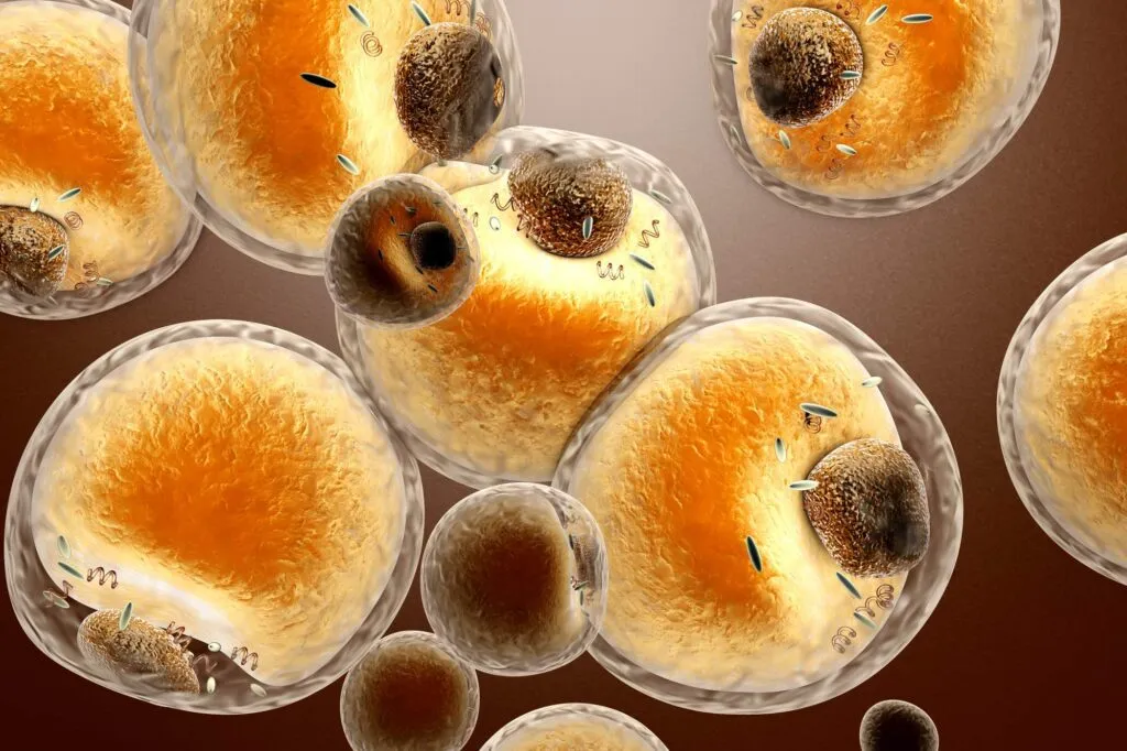 celulas
