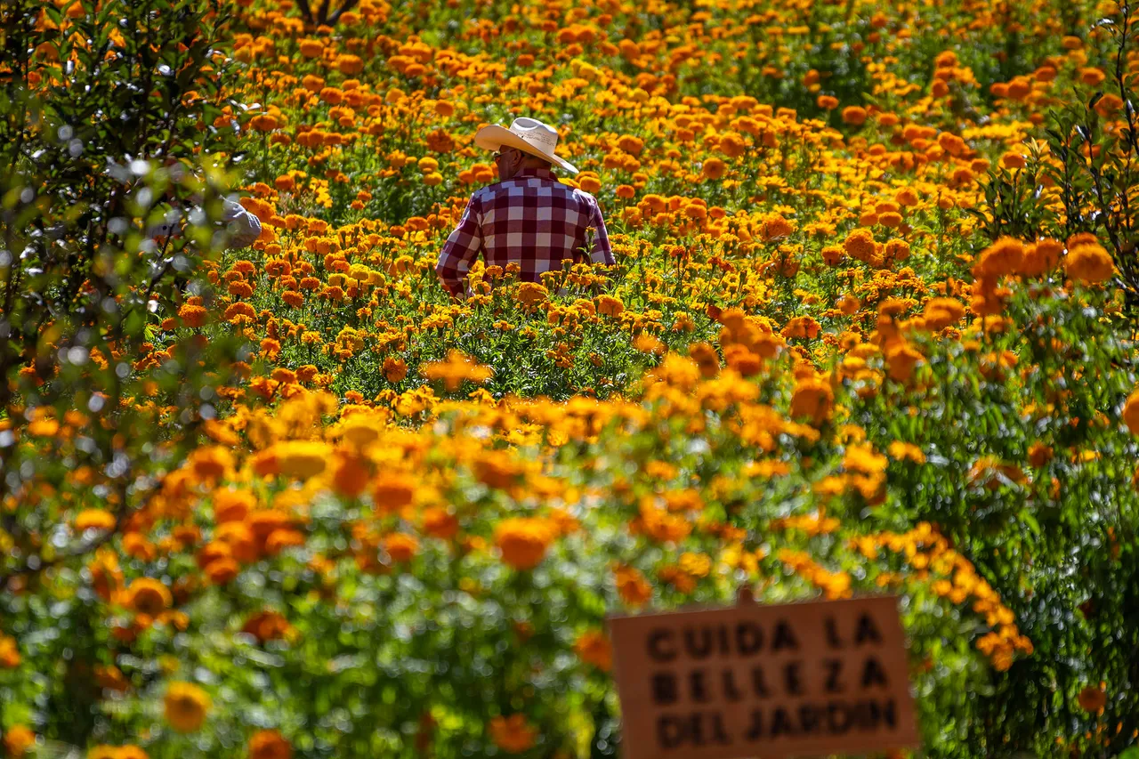 Un campo de cempasúchil adorna zona industrial en la sierra del norte de México