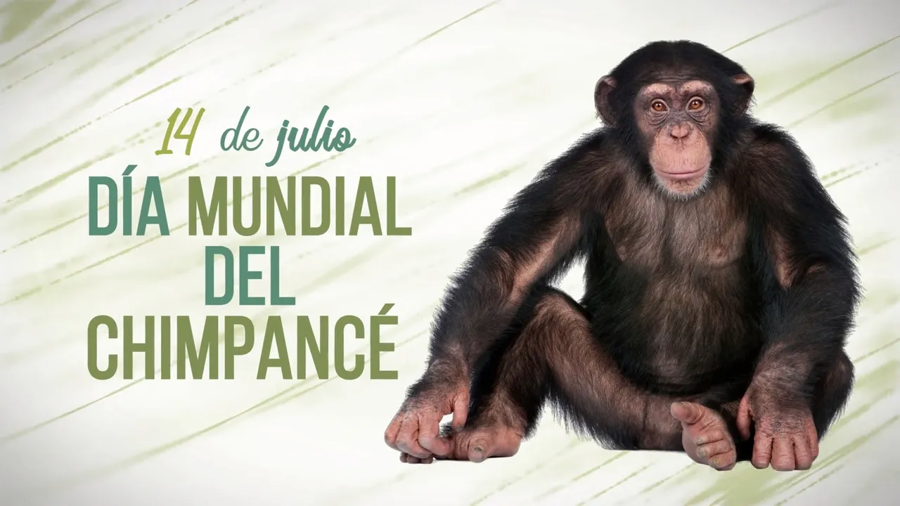 chimpancé