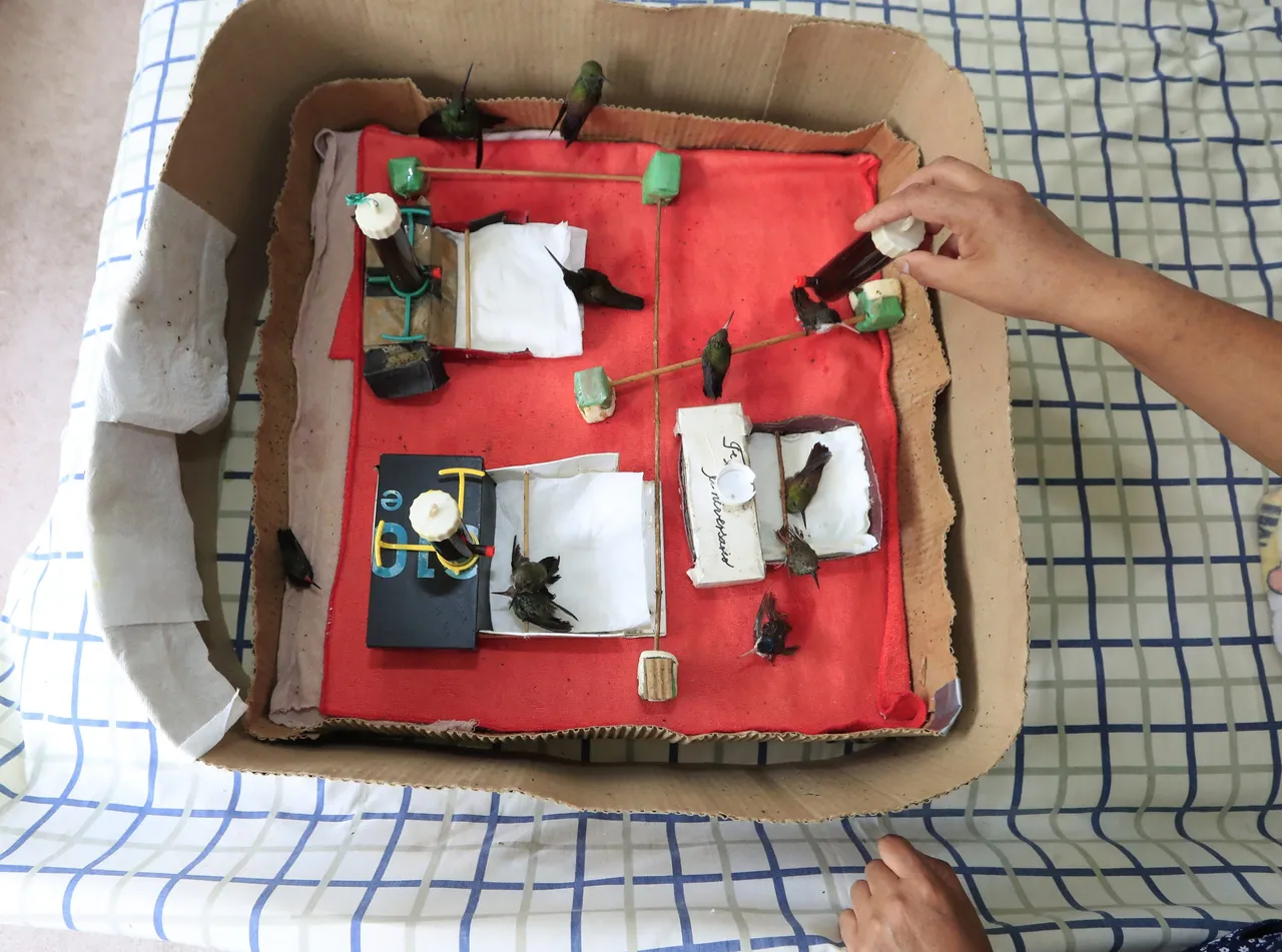 Un &#8220;hospital&#8221; de colibríes da vida a estas aves heridas y huérfanas en Ciudad de México
