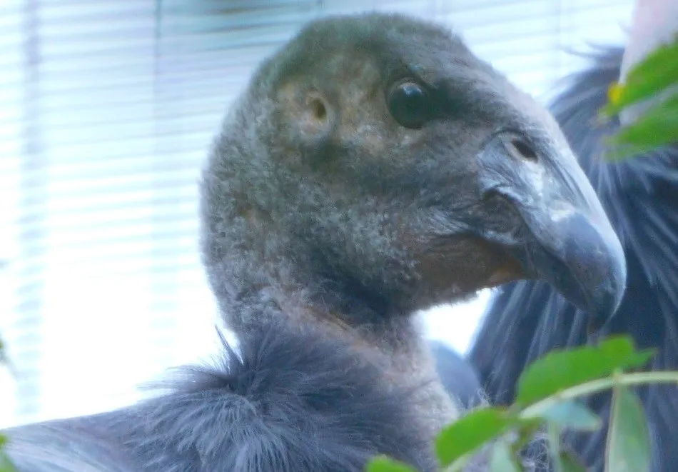 condor