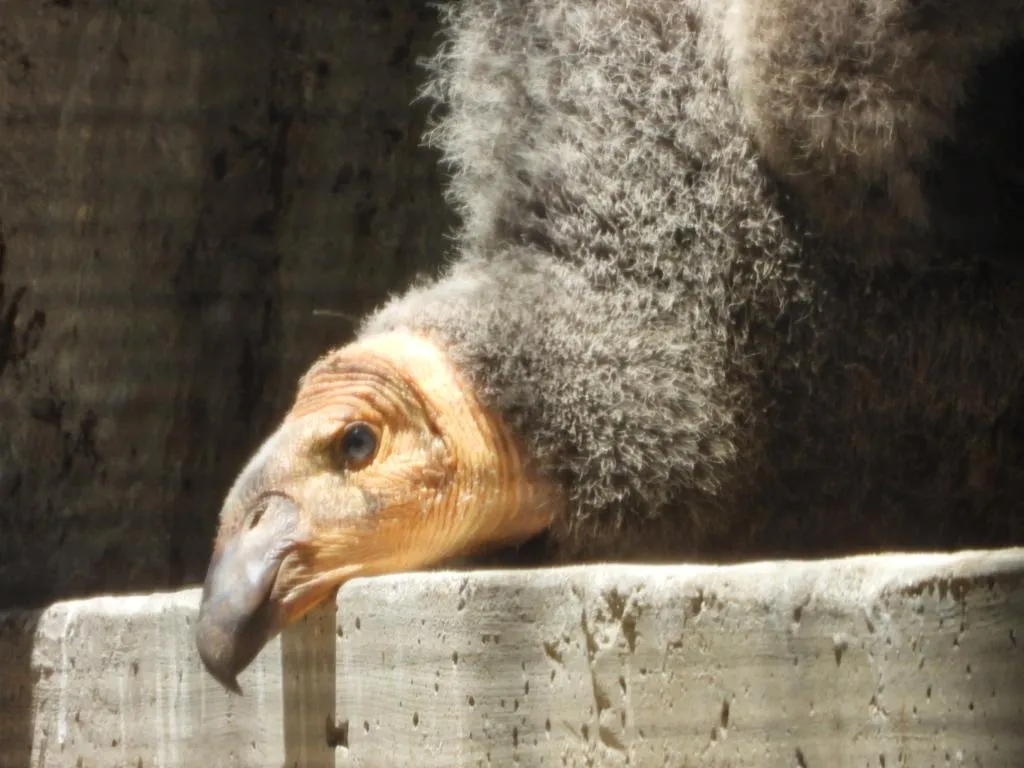 condor