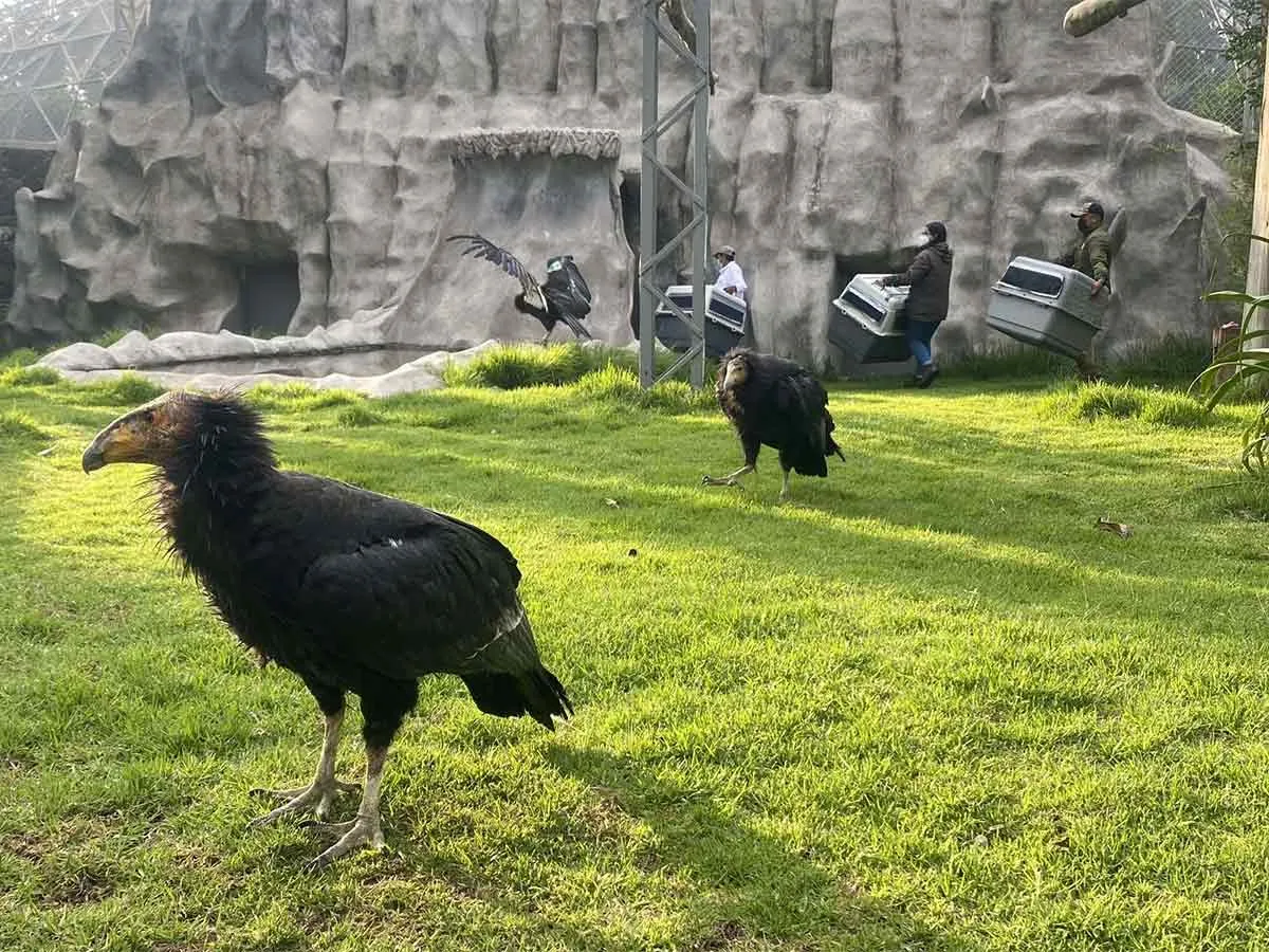 condor