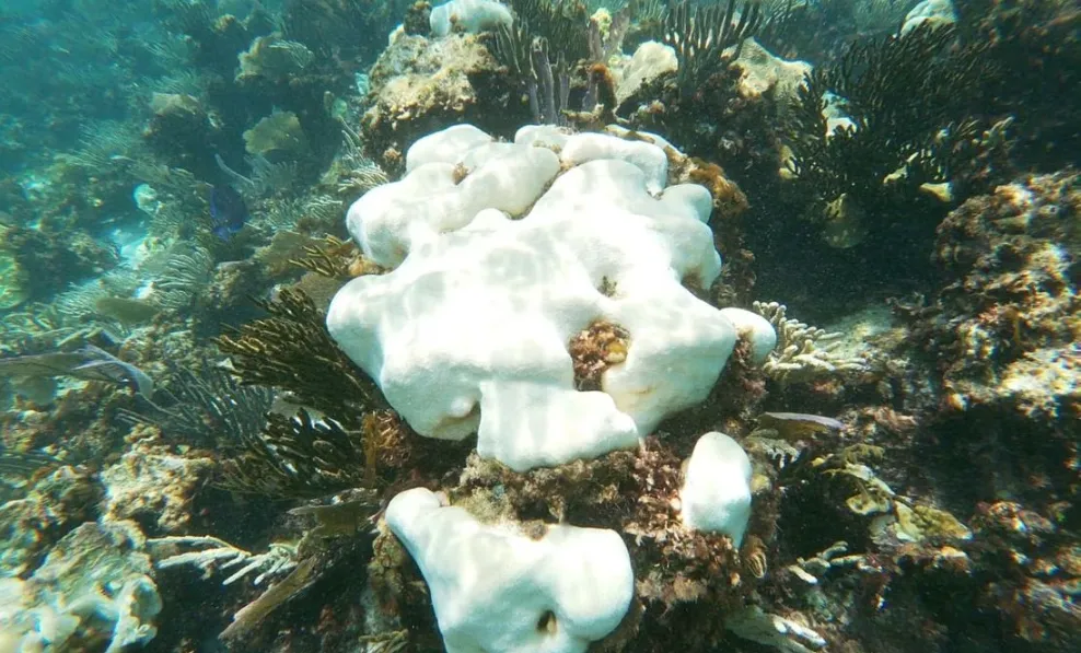 corales