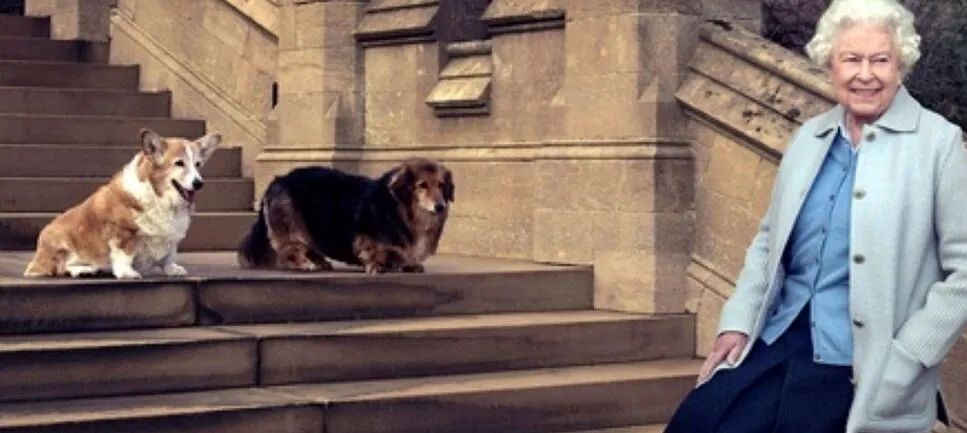 corguis