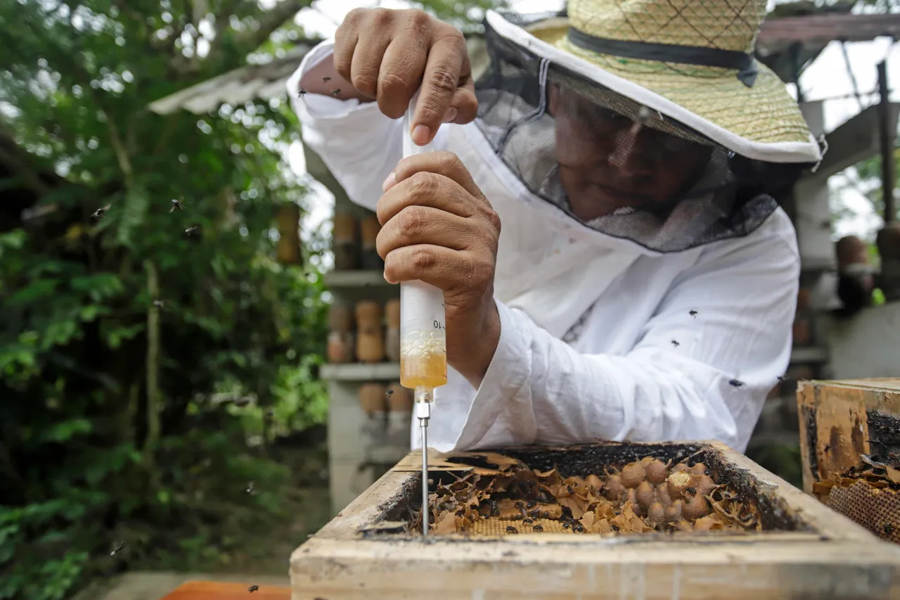 La abeja melipona produce una miel única y llena de propiedades en el centro de México
