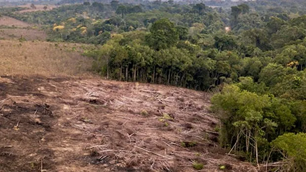 deforestacion