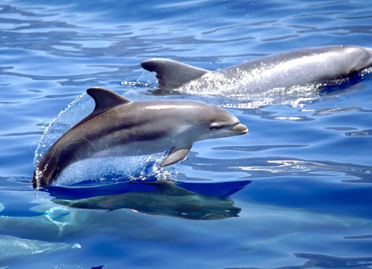 Científicos lanzan una alerta urgente: los químicos de tu móvil ya están en la fauna marina