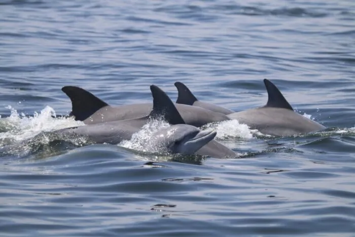 delfines