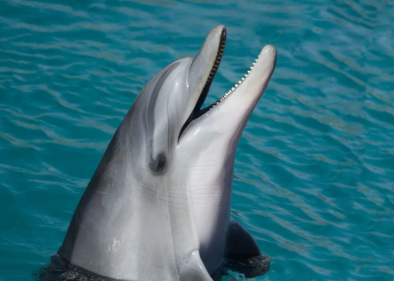 delfines