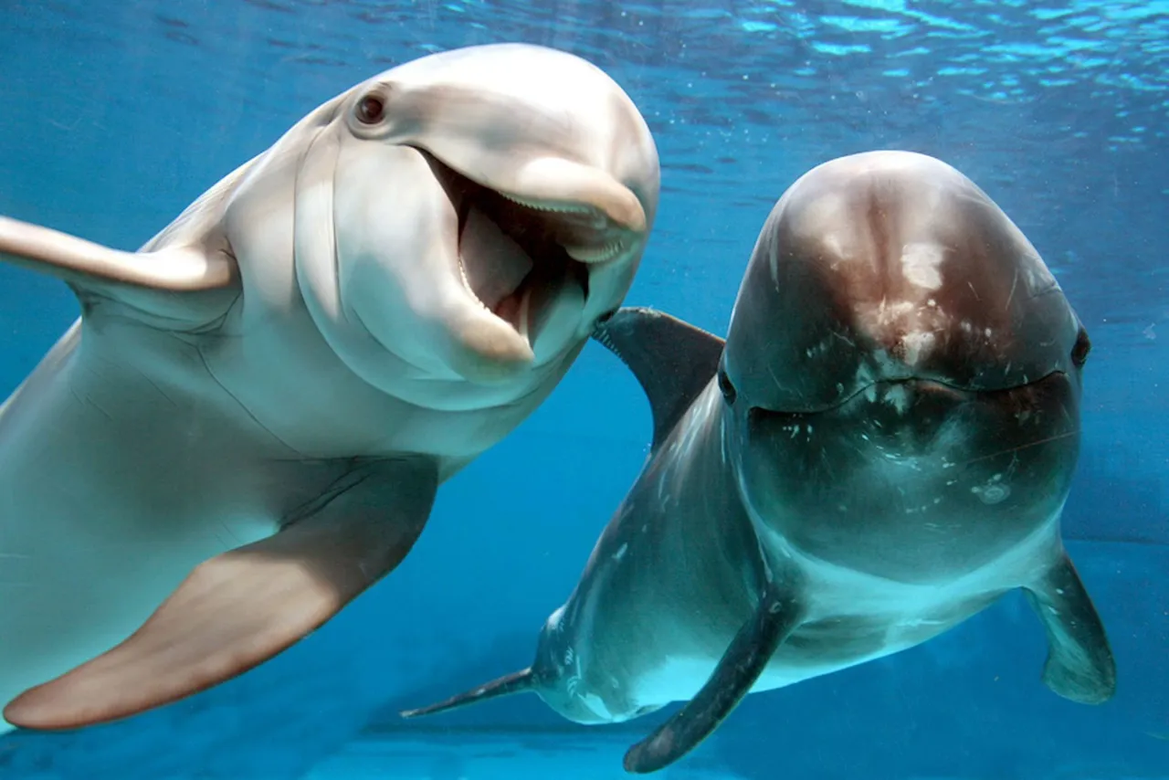 delfines-pareja