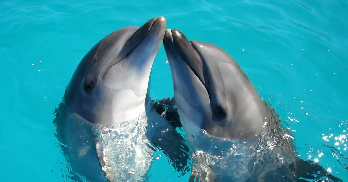 Delfines en estanque de concreto en Quintana Roo