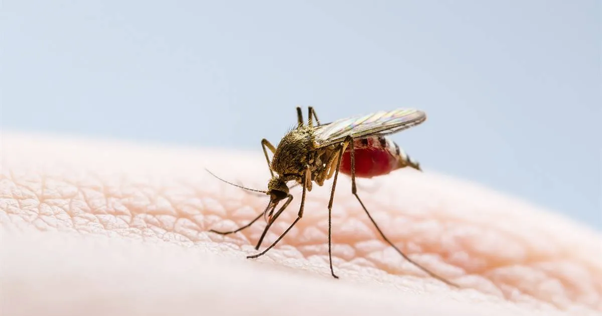 dengue