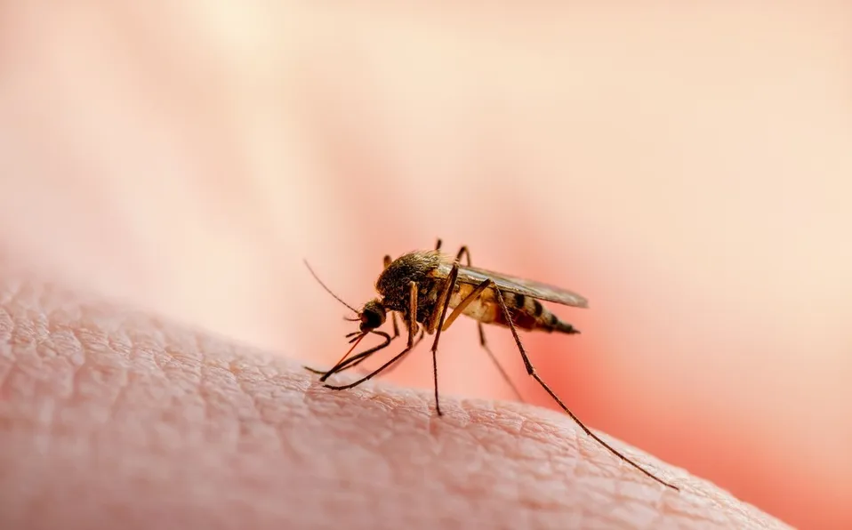 dengue