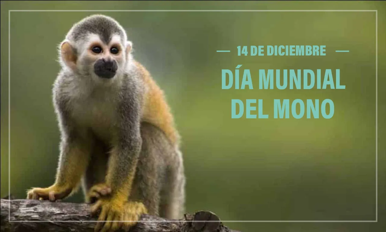 dia mono