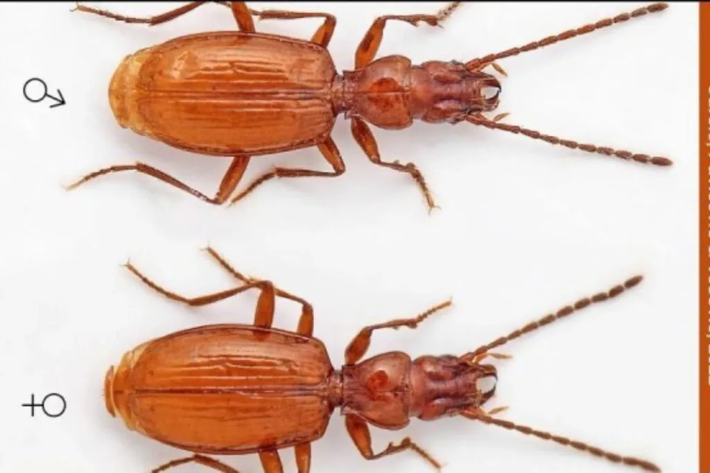 djoko insecto