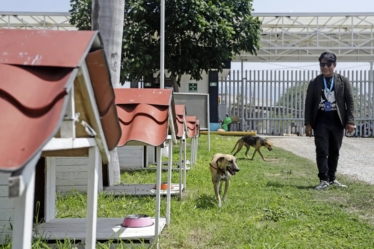 La &#8220;Colonia Dogtores&#8221;, un refugio para los perros callejeros del centro de México