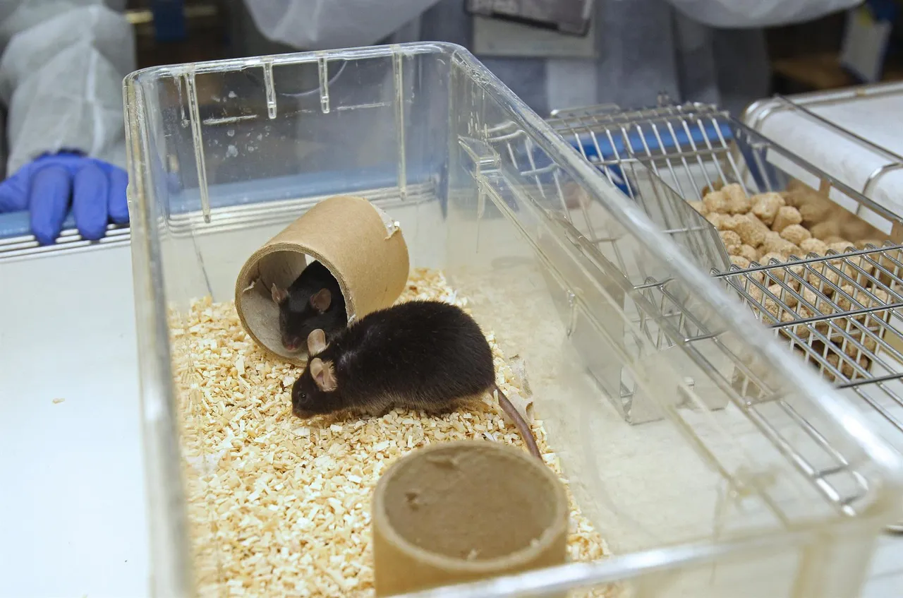 RATON