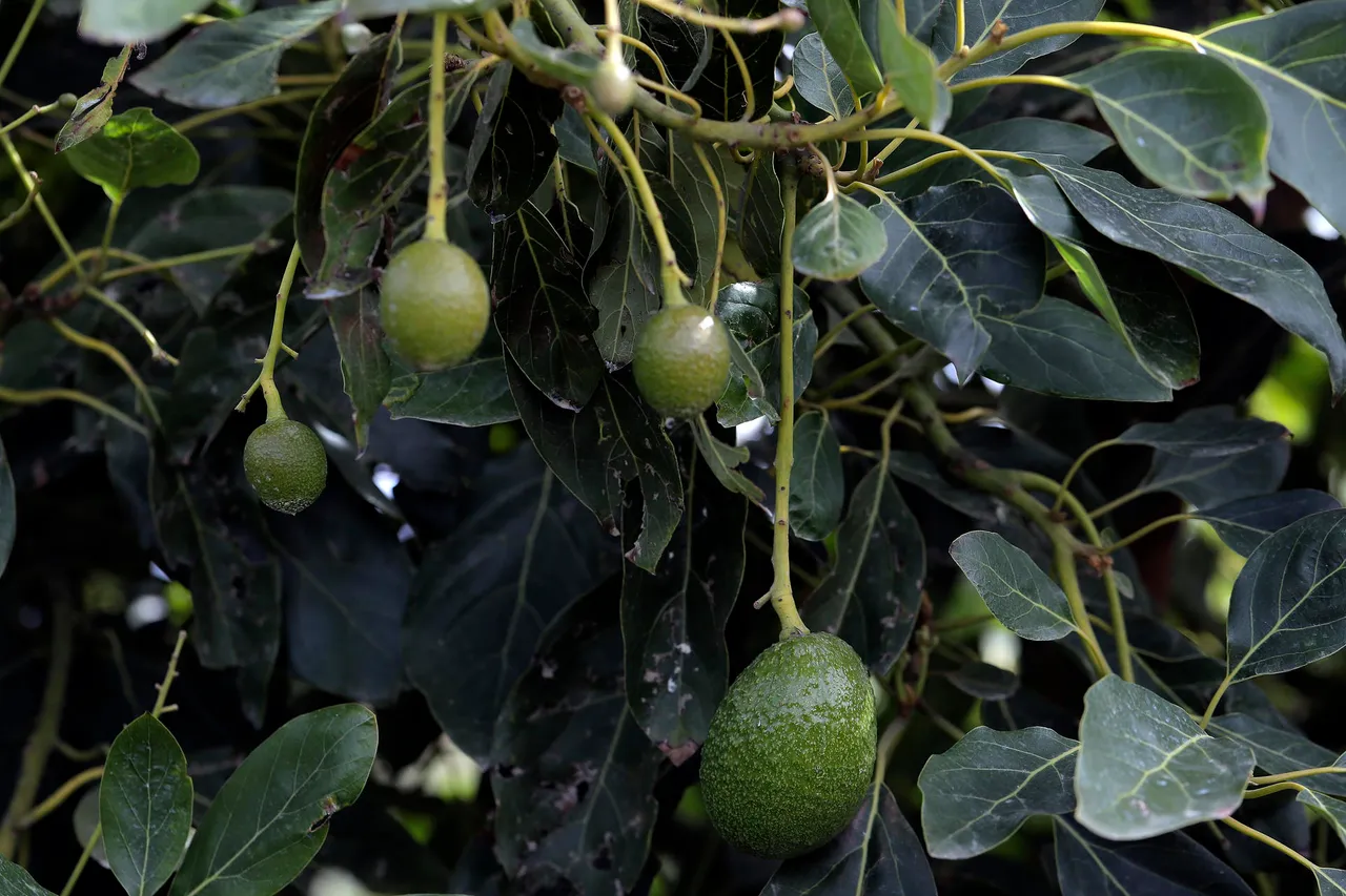 La violencia en Michoacán se recrudece en medio de la demanda de aguacate por Super Bowl