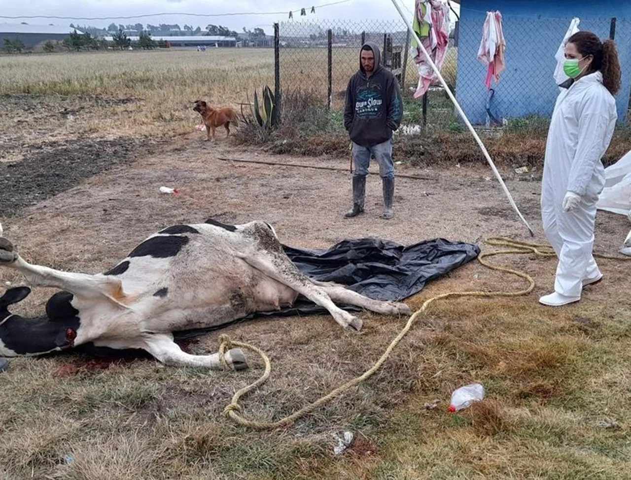 Ministerio de Agricultura investiga muerte atípica de 57 bovinos en centro de México