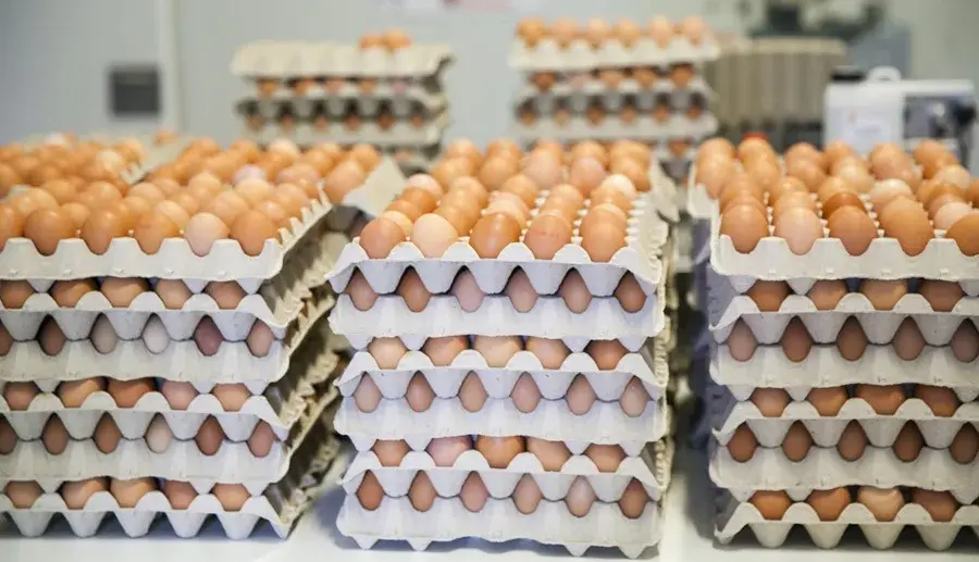El Poder del Huevo Mexicano busca posicionar al huevo como proteína estratégica del país