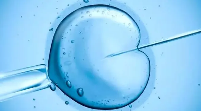 in vitro Embarazo