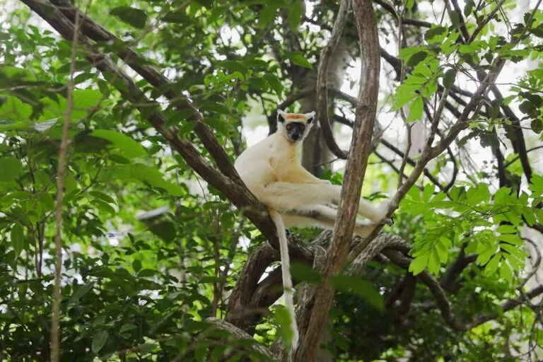 especie.jpg