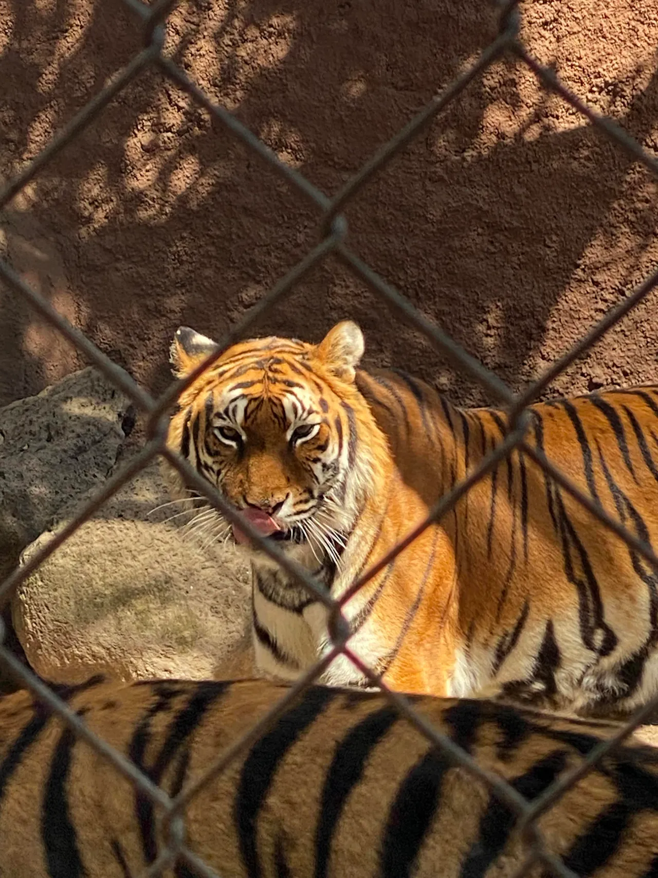 TIGRE