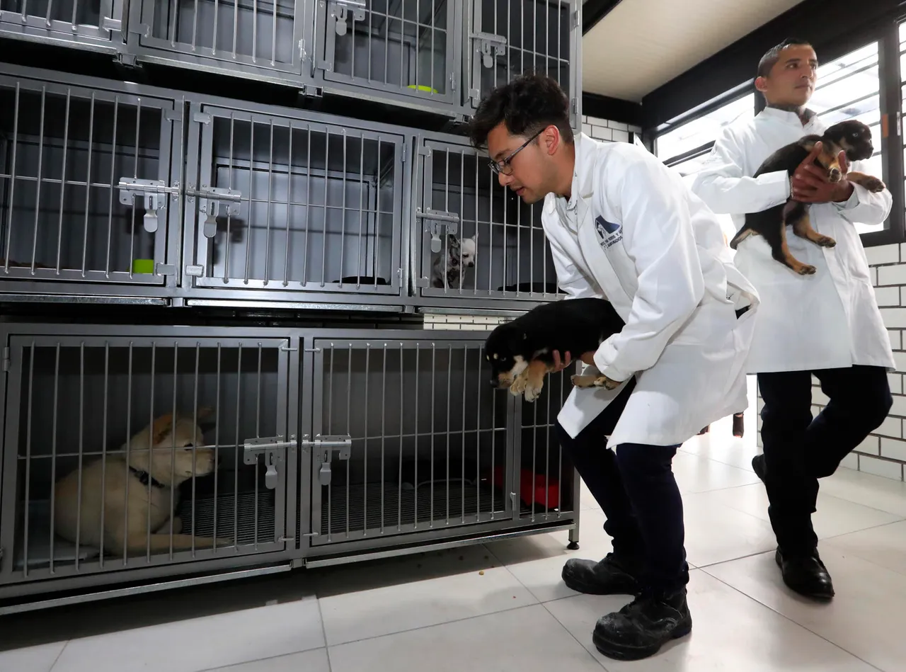 Inauguran en México primer hotel para perros y gatos abandonados para crear conciencia