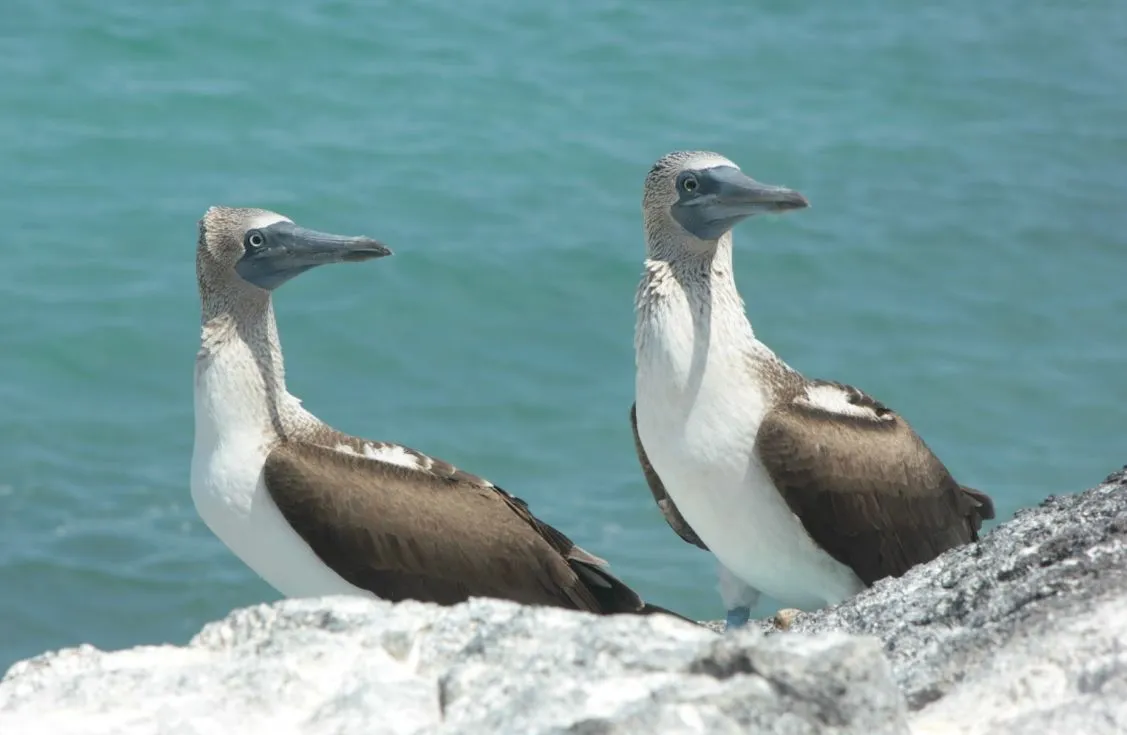galapagos
