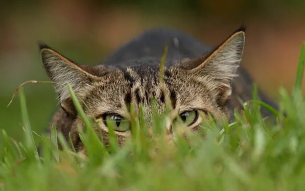 gato