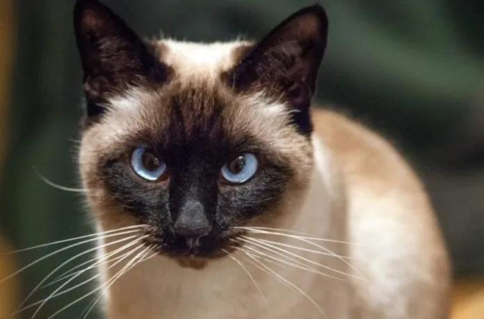 gato