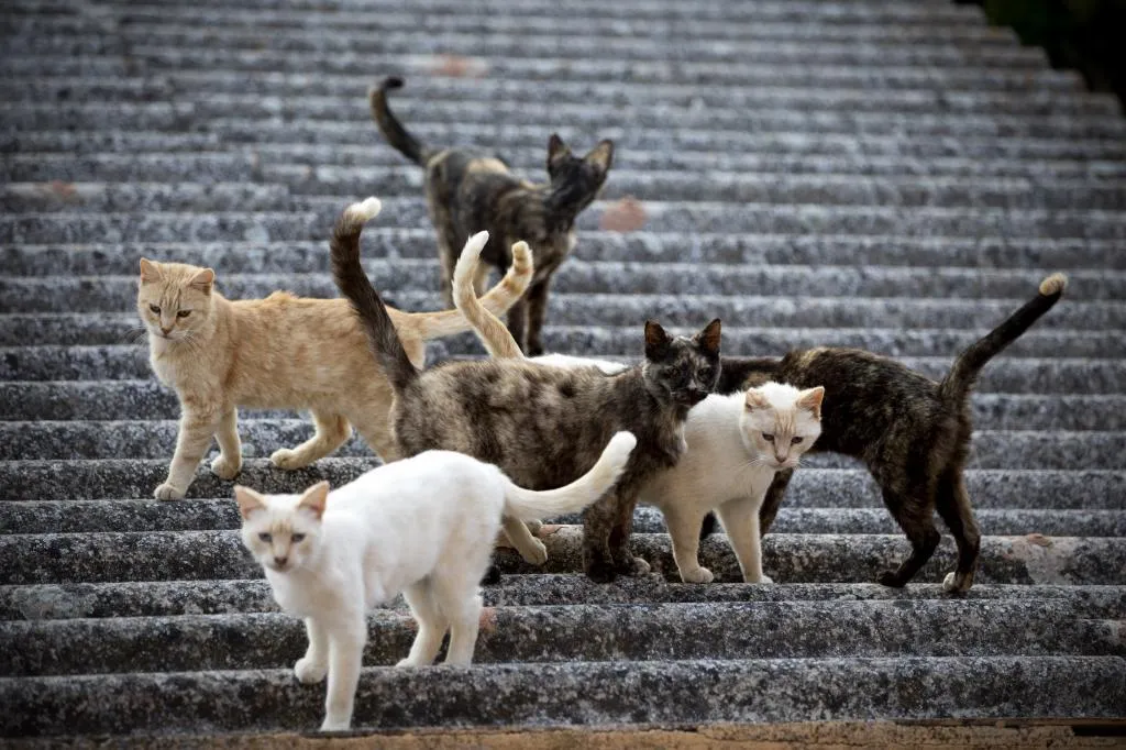 gatos