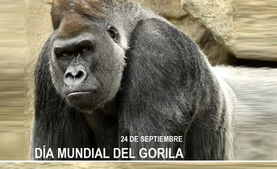 Día Mundial del Gorila