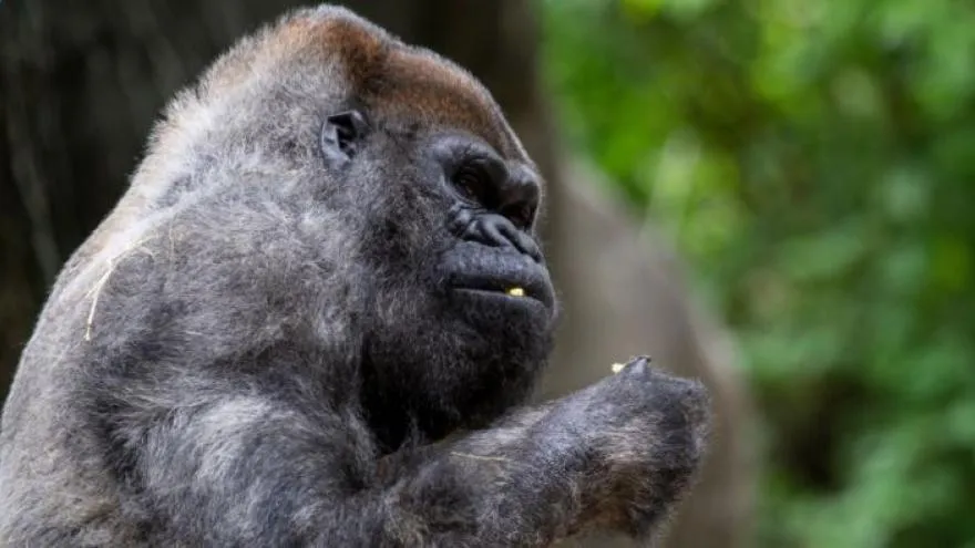 gorilla