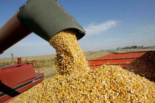 grano