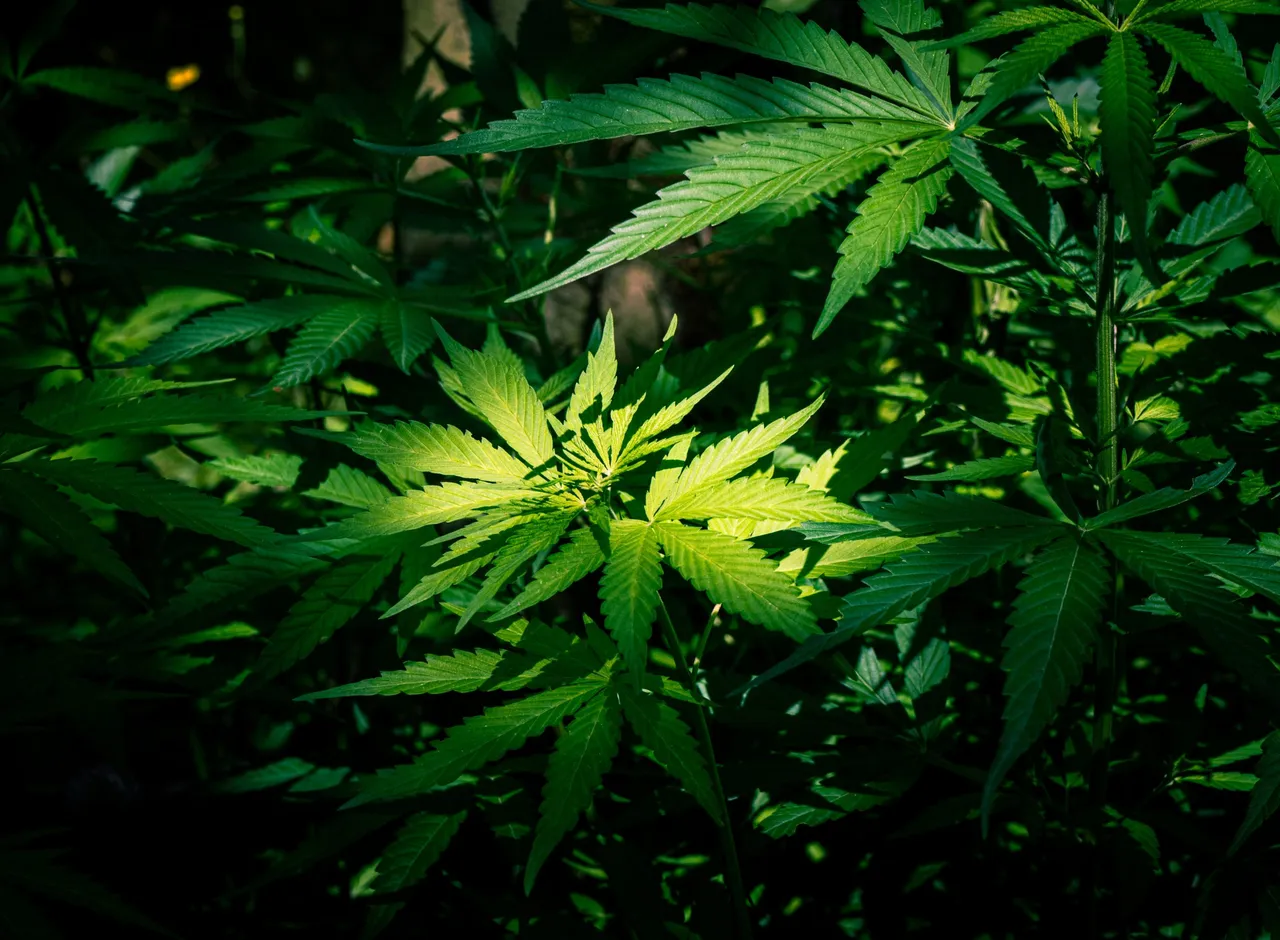 High angle macro shot of a green plant with a focused light in the center
