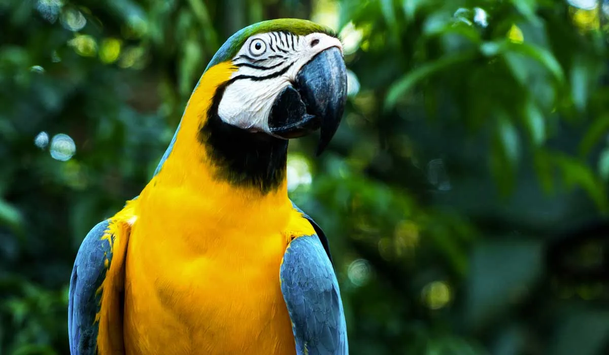 guacamayas