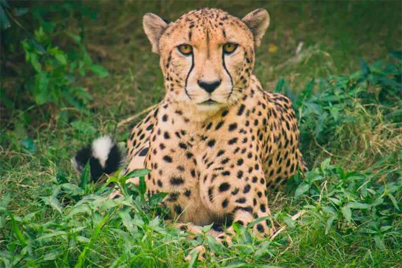 El guepardo y el tiburón martillo figuran entre los 40 nuevos animales protegidos