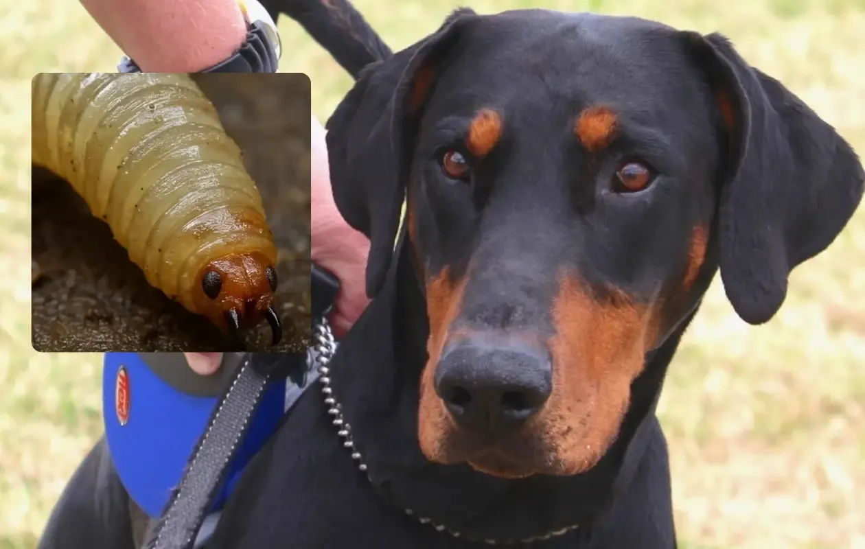 gusano barrenador del ganado