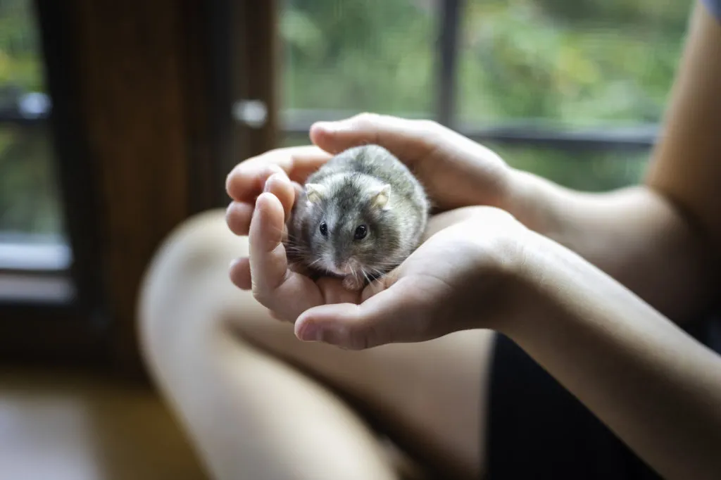 hamster